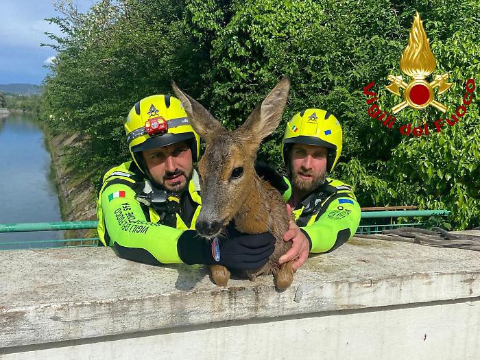 Amelia, capriolo femmina incinta cade nel canale per abbeverarsi: salvataggio speciale per i vigili del fuoco
