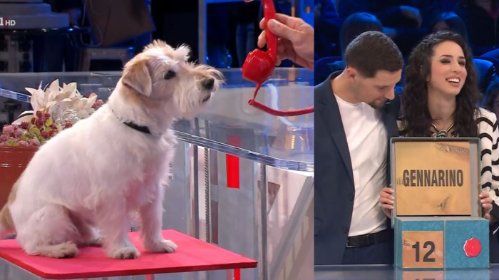Il cagnolino Gennarino debutta ad Affari Tuoi, è la nuova mascotte dello show con Stefano De Martino? Ecco la razza 