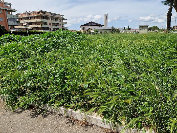 Proteste in città, erba alta e pericolosa invalida le attività nei giardini della Cittadella