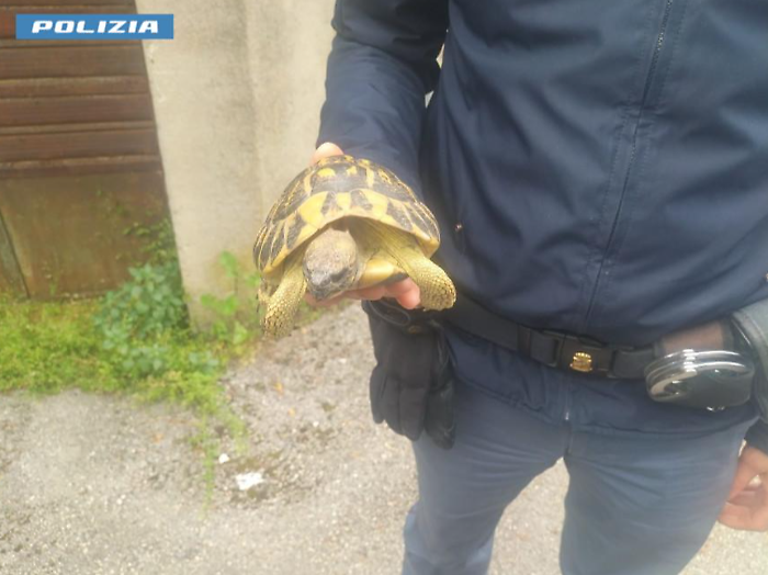 Tartaruga ferita salvata da un passante: la Polizia la affida a Wild Umbria