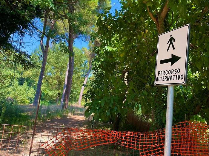 La pineta di Ponte Pattoli