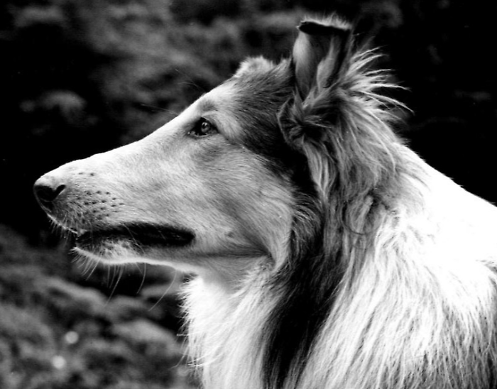 Pal, l'incredibile storia del primo cane che interpretò Lassie: il proprietario, il casting per il film e quella scena nel fiume inondato