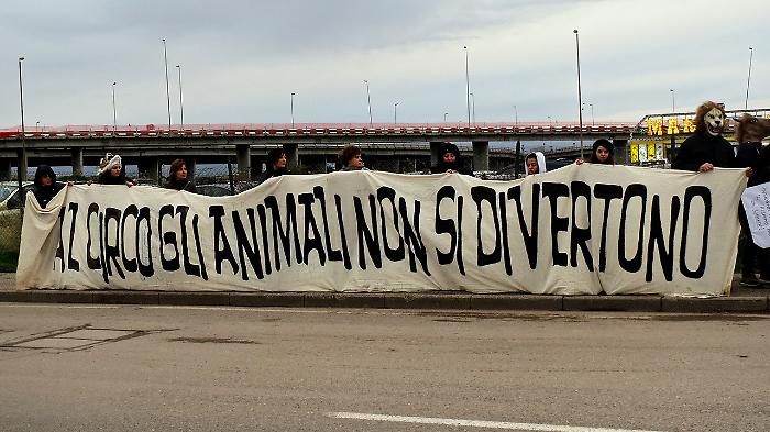 Castiglione del Lago, un film per dire di no allo sfruttamento degli animali nei circhi. Appuntamento lunedì 12 maggio al Nuovo Cinema Caporali. Ecco tutto quello che c'è da sapere