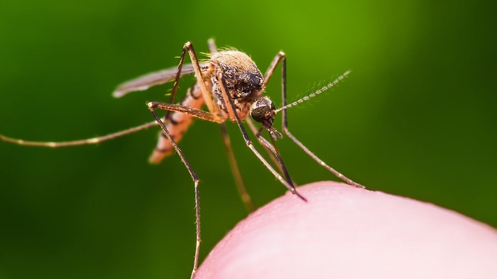 Torna il caldo e arrivano le zanzare: le misure del Comune per prevenire le malattie