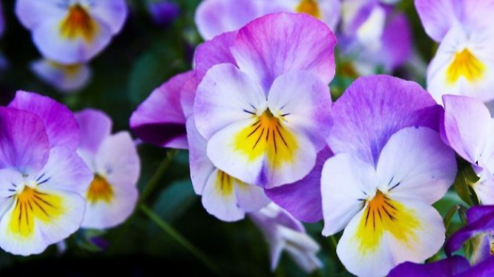 Negozi, balconi e chiostri colorati: gli antichi palazzi si valorizzano con "Foligno in fiore"