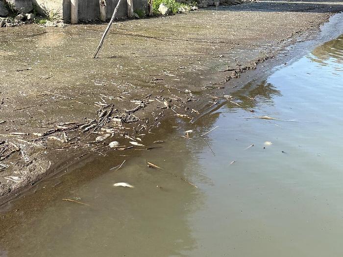 Moria di pesci lago Trasimeno 