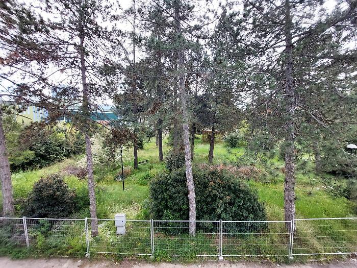 parco rosselli alberi terni