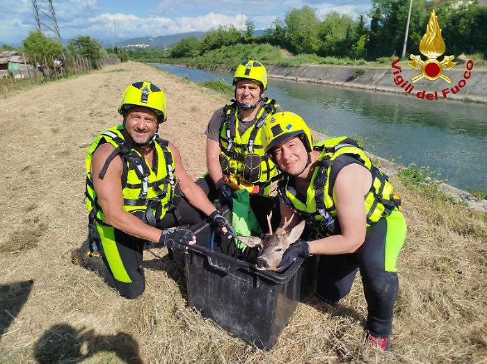Narni, capriolo cade nel canale di Recentino, trascinato dalla corrente finisce nella galleria: salvato dai vigili del fuoco
