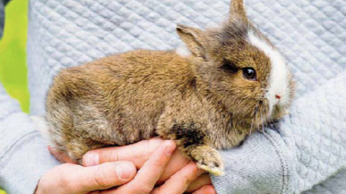 Difende il suo coniglio dall'ira del compagno violento e l'uomo tenta di strozzarla: condannato