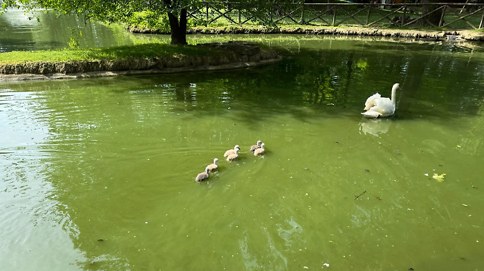 Città di Castello, la natura torna a sorprendere la comunità con i sei cigni nati al Parco di Rignaldello
