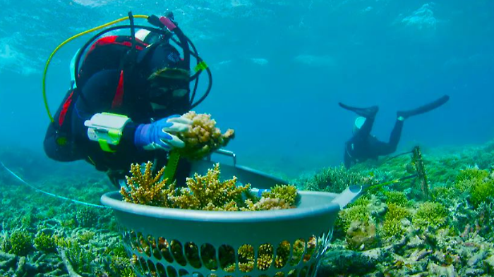 Malakos in soccorso della barriera corallina: il museo tifernate nel team internazionale di una Ong francese