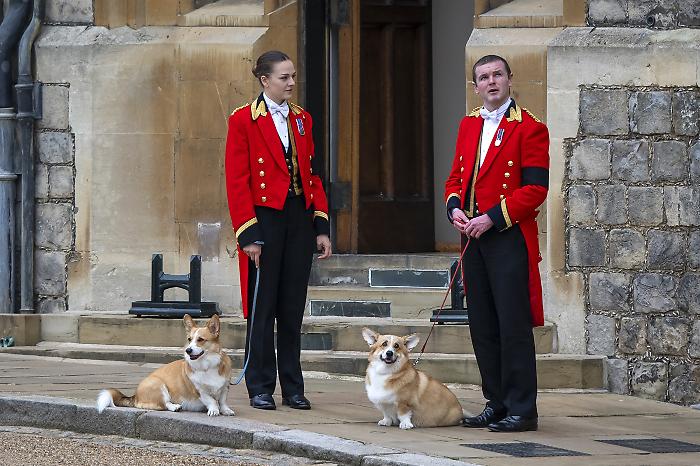 Cani, corvi e cavalli: la vera corte segreta della Corona inglese