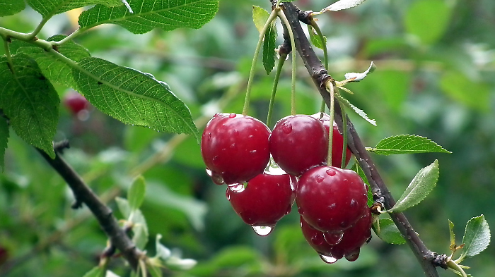Annata disastrosa in Puglia per le ciliegie: produzione crollata fino al 100%. Coldiretti chiede lo stato di calamità