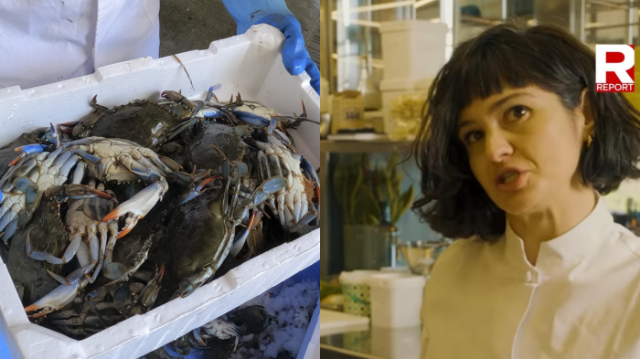 Il granchio blu, da specie invasiva a piatto della chef stellata Chiara Pavan: ecco come lo cucina