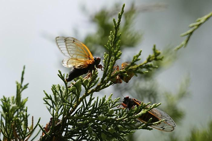 Cicale, il grande risveglio: milioni di insetti invadono gli Usa. Più forti di un jet: il canto manda in tilt mezza America