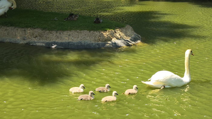 Il parco dei cigni di Rignaldello riapre con nuova illuminazione e sorprese naturali per i tifernati