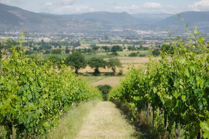 Cantina Vetunna, la storia e il futuro del vino a Bettona