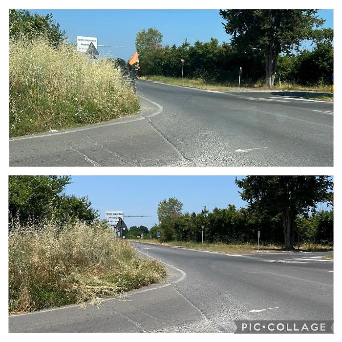 L'erba alta e nella foto sotto quella tagliata