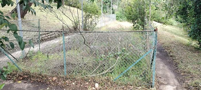 Il pallaio che voleva restare un bosco