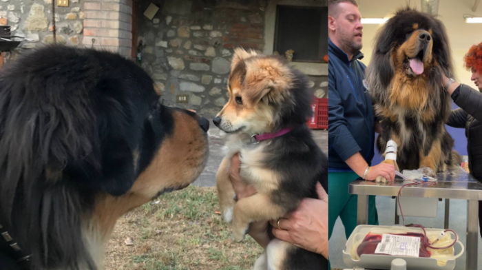 Cani che salvano altri cani: la rete delle donazioni della Banca del Sangue di Perugia. La storia di Noce e Bud 