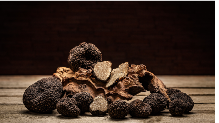 Montefalco, trovato un tartufo da 1,4 chilogrammi. Volerà a New York con Urbani Tartufi 