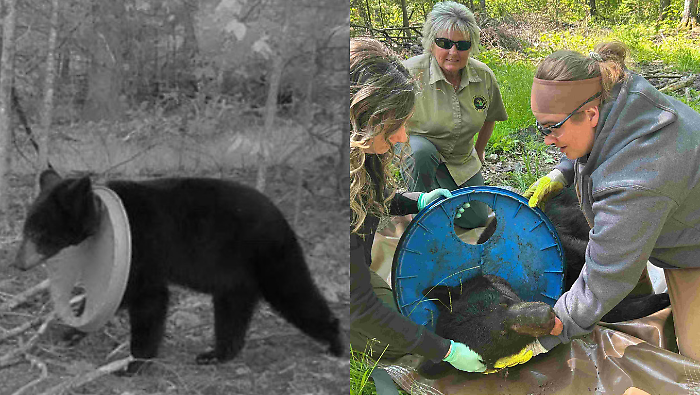 Un orso con un coperchio al collo ritrova la libertà: era intrappolato da due anni