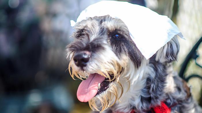 Come proteggere cani e gatti dal caldo. I consigli dell'Enpa 