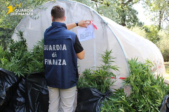 Sequestrata serra da 69 piante di marijuana nel giardino di casa: avrebbero fruttato 40 mila euro