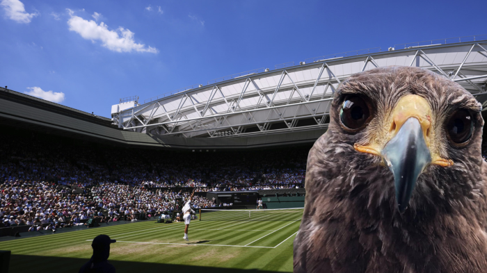 Chi è Rufus, il vero occhio di falco di Wimbledon: sorveglia i campi da 18 anni e ora è una star del club