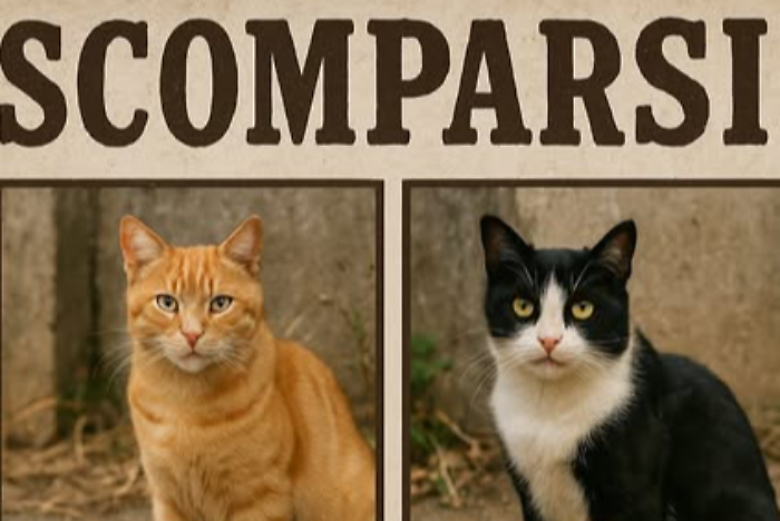 gatti terni ferentillo scomparsi