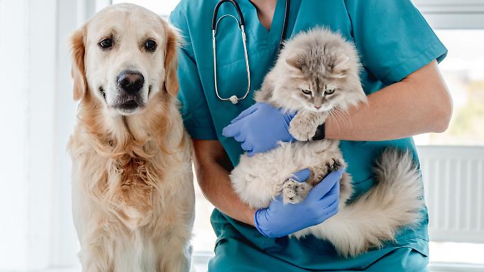 Animali e bufale online: ecco quando dottor Google fa più male che bene. Scopri come proteggere cani e gatti dal caldo