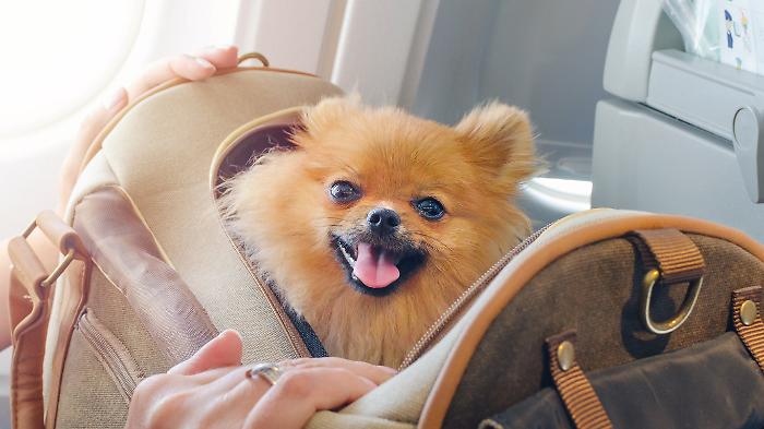 Controlli in aeroporto, nuove regole per documenti, liquidi e animali in cabina. Ecco cosa cambia da oggi, ma non senza polemiche