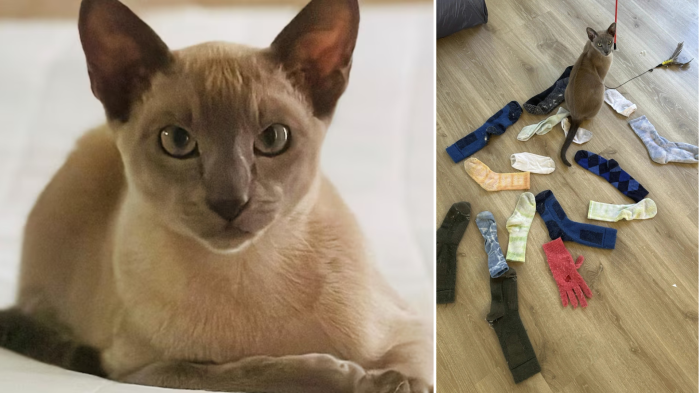 Leonardo da Pinchy, l’Arsenio Lupin a quattro zampe che terrorizza la Nuova Zelanda