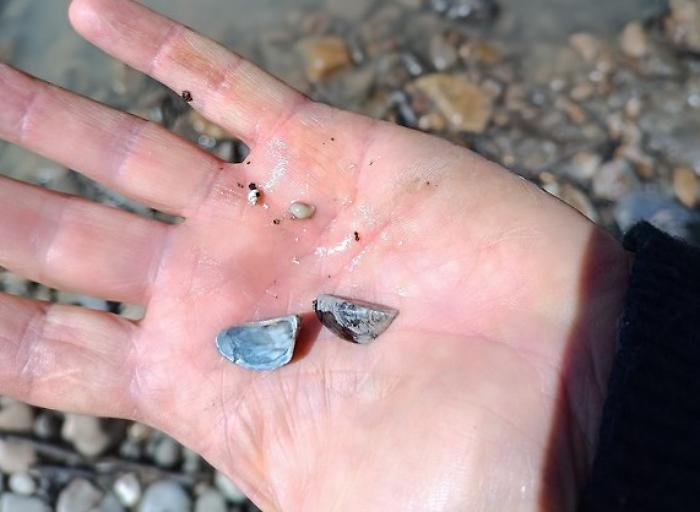 Avvistata la "cozza zebrata" sul fiume Tevere nei pressi della diga di Alviano.  Uno studio per prevenire l’espansione nei sistemi acquatici in Umbria
