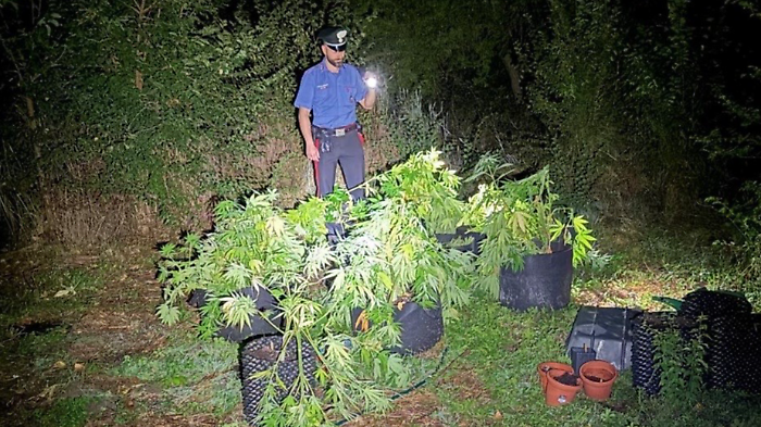 Coltivava droga nella rimessa di casa ai fini di spaccio. Arrestato 27enne