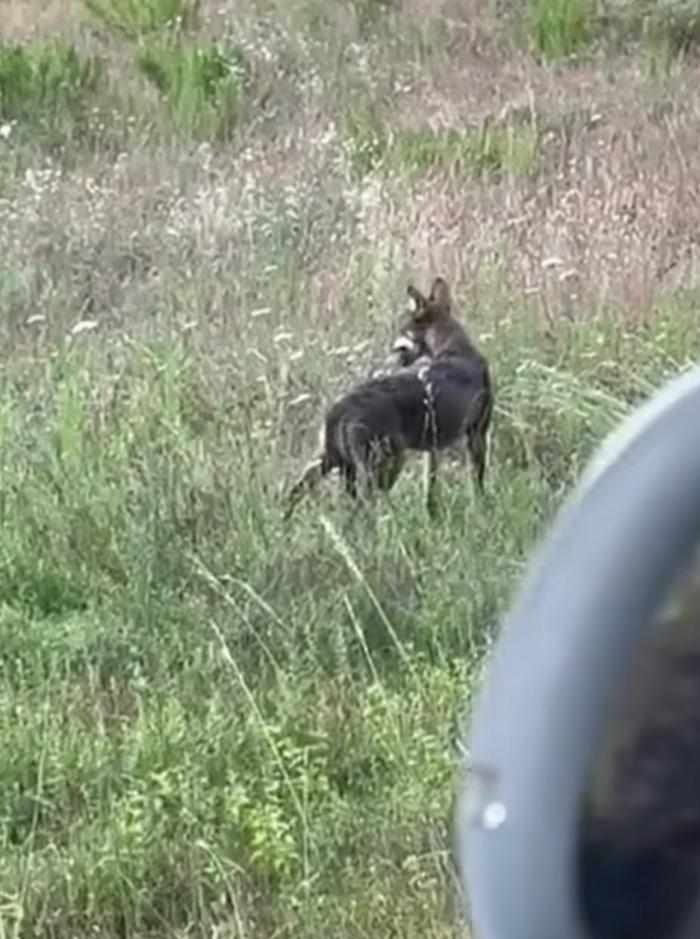 Avvistato lupo a Valfabbrica. Il video