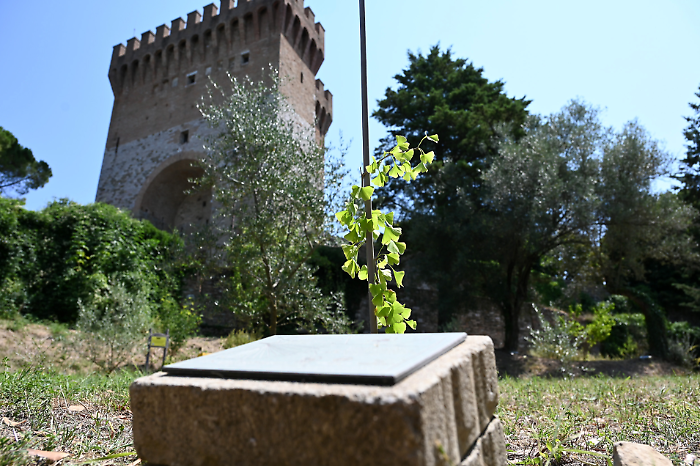 Gli alberi di Hiroshima rivivono a Perugia come messaggeri di pace. Nell'orto di Agraria i semi delle piante rinate nel cratere dell'atomica 