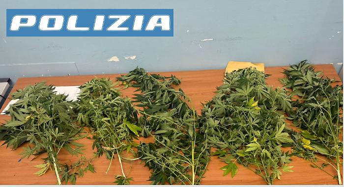 Litiga con la coinquilina e chiama la polizia, che scopre 2 chili di piante di marijuana sul balcone.  Scattano le denunce