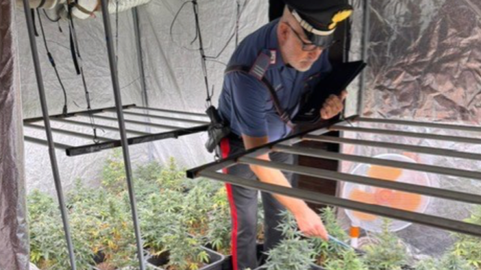 Segnala la morte della coinquilina e i carabinieri scoprono una piantagione di marijuana in casa: arrestato 39enne