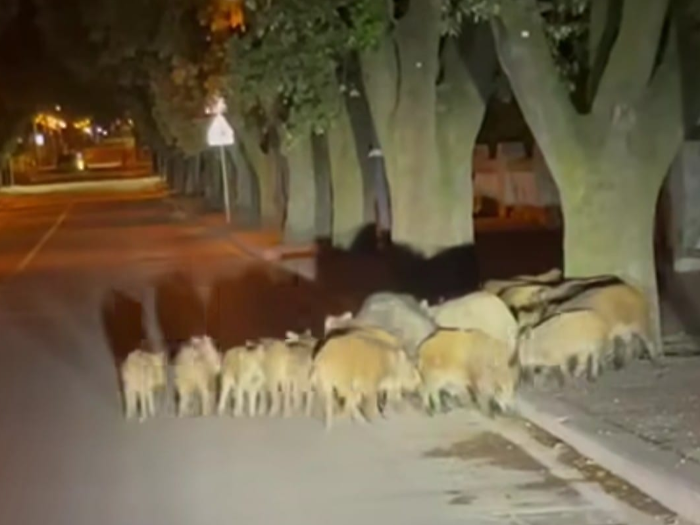 Branco di cinghiali in viale Matteotti a Spoleto: avvistati all'alba lungo La Passeggiata