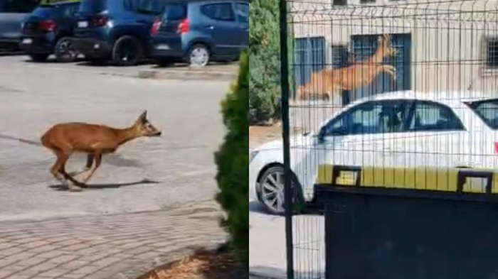 Capriolo vaga per strada a Ellera, si infila in un parcheggio e schiva un'auto con un incredibile balzo: il video