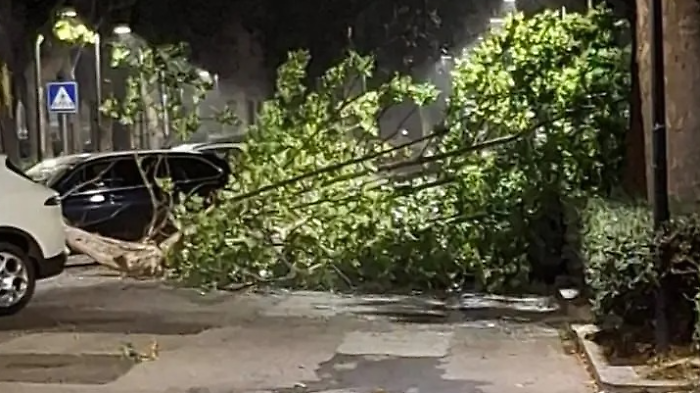 Albero caduto e paura a Spoleto: fatale una folata di vento durante il temporale
