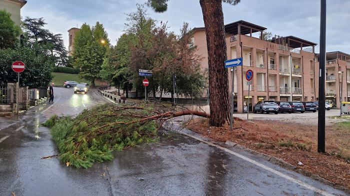 Ancora maltempo e danni: alberi caduti e torrenti esondati 