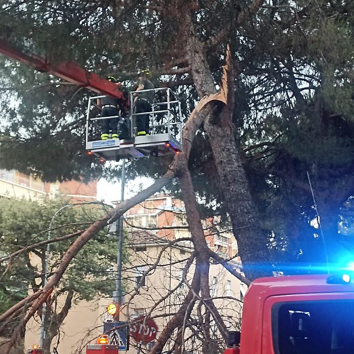 Pericolo pini in via dei Filosofi a Perugia. "Patrimonio arboreo trascurato, c'è bisogno di una gestione seria"