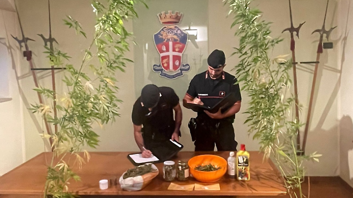 Arrestato 41enne per spaccio. Sequestrate due piante di canapa indiana e  219 grammi di marijuana