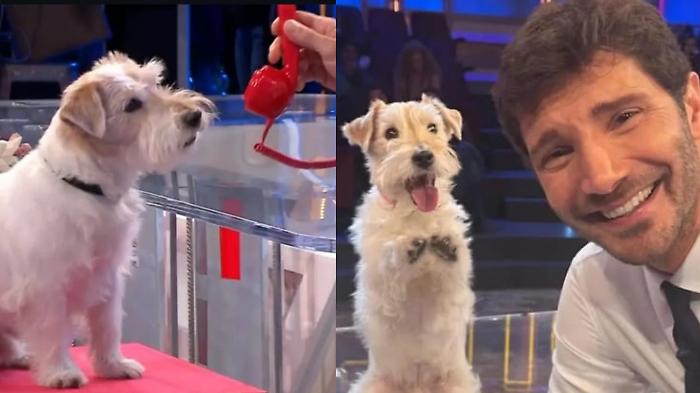 Gennarino, chi è il Jack Russell di "Affari Tuoi". Ecco il suo vero nome, da dove viene e la lunga carriera in tv
