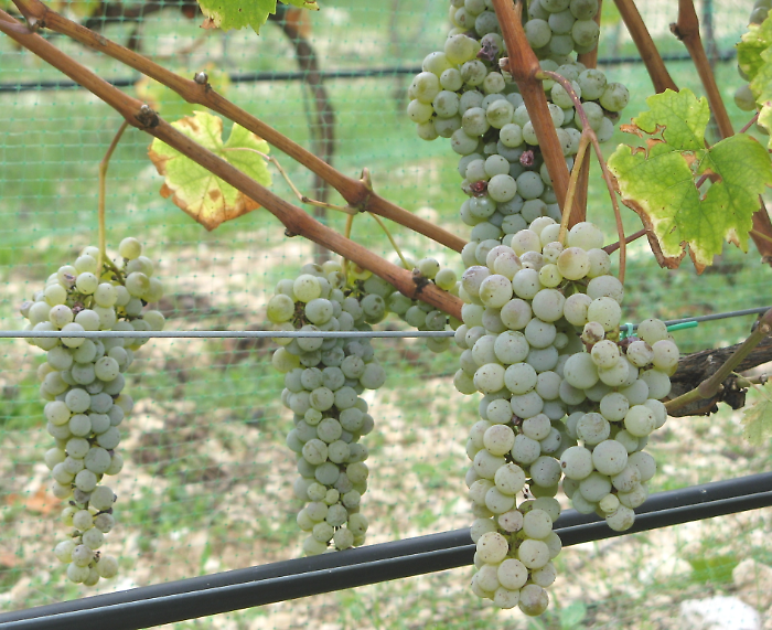 Pecorino? È un vitigno dell'Umbria