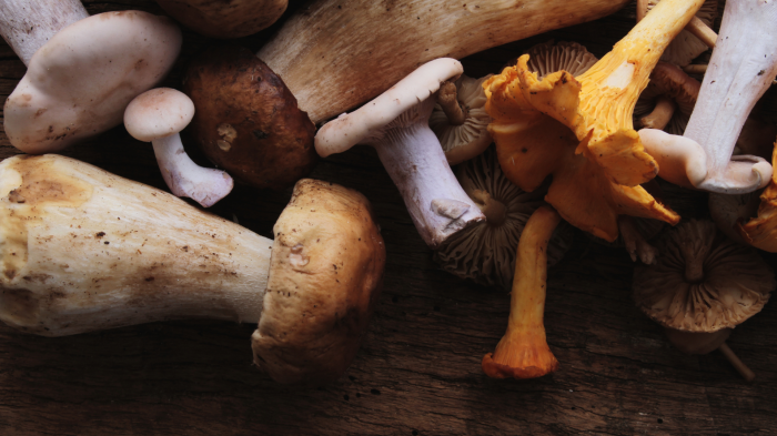 Raccolta funghi, è stagione da record: cestini pieni di porcini e ovuli ma già tre intossicati