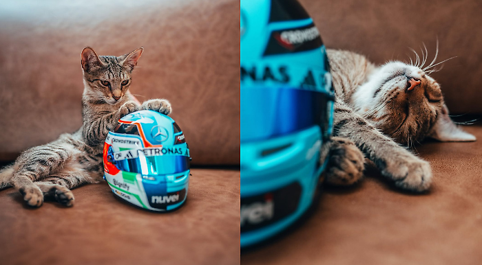 Kitty Antonelli, la nuova mascotte della Formula 1. Il gattino che ha conquistato il paddock di Baku