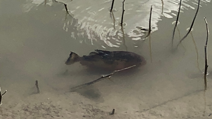 il piranha avvistato